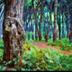 Illustration for article titled Here's Why Forests Should Matter to All of Us